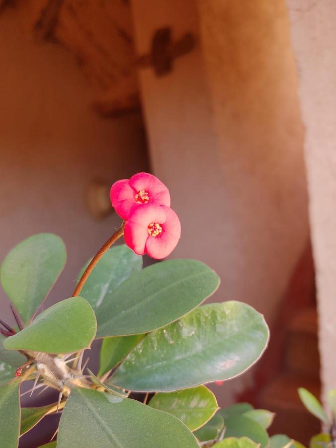 Les Jardins Du M'Goun Bed & Breakfast Kelaat-M'Gouna Exterior photo