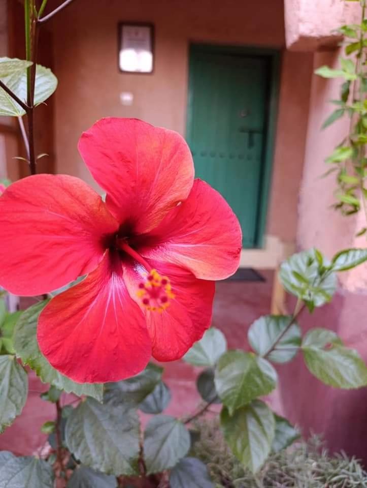 Les Jardins Du M'Goun Bed & Breakfast Kelaat-M'Gouna Exterior photo